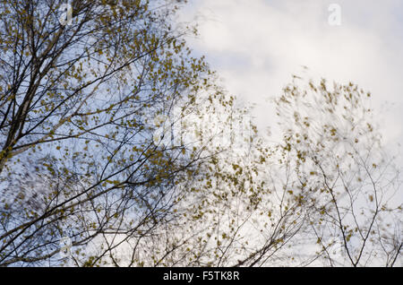 Äste auf windigem Wetter Stockfoto