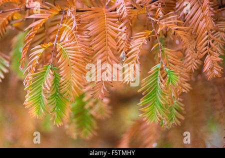 Wassertropfen auf braun Tanne Kiefer, die Nadeln auf einer feuchten regnerischen Tag. Stockfoto