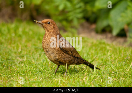 Weibliche Amsel auf Futtersuche auf einer Wiese im Garten Stockfoto