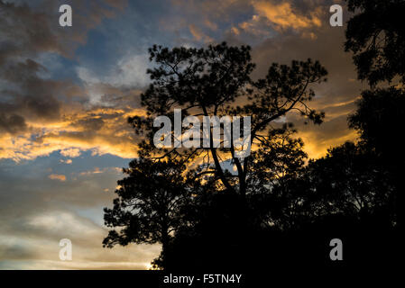 Beautiful colors of sunset through a large pine tree. Stockfoto