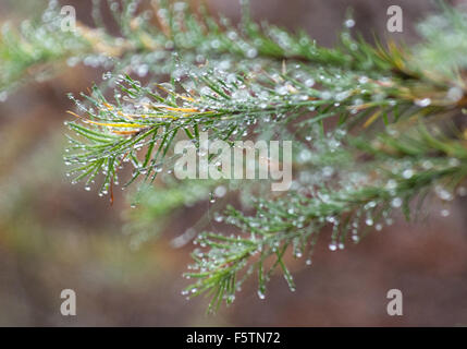 Wassertropfen auf eine Tanne Kiefer, die Nadeln auf einer feuchten regnerischen Tag. Stockfoto