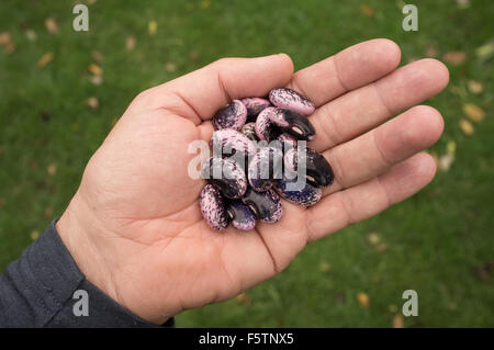 Runner Bean Samen für die nächsten Jahre Aussaat gespeichert werden Stockfoto