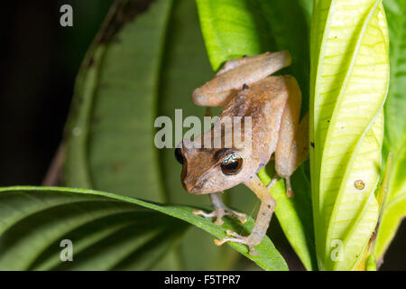 Männliche Regen Frosch (Pristimantis Matidiktyo) in Aufrufstelle im Unterwuchs Regenwald in Ecuador Stockfoto