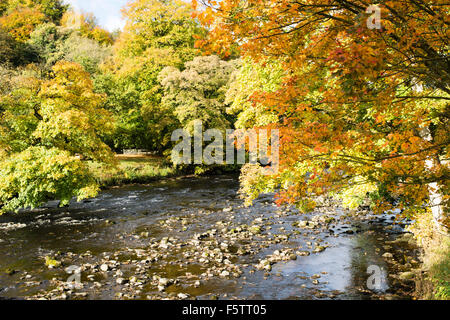 Herbstfarben in "Strid Wood" (1), Bolton Abbey, Yorkshire Dales National Park, England, UK Stockfoto