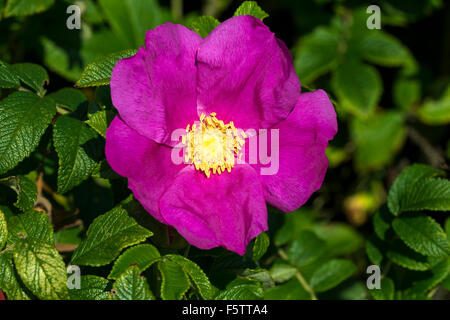 Rugosa rose, japanische rose, oder Ramanas rose (Rosa Rugosa), Region Süddänemark, Dänemark Stockfoto