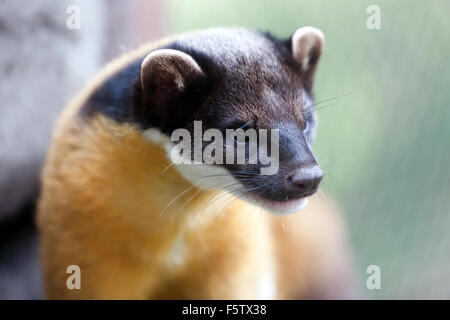 Der gelbe-throated Marder (Martes Flavigula), um seltene Species Conservation Centre, Sandwich, Kent. Stockfoto