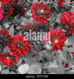 rote Dahlien auf einem Graustufen-Hintergrund mit Blütenknospen Stockfoto