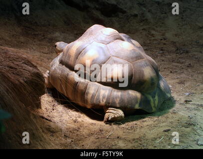 Hermanns Schildkröte (Testudo Hermanni), stammt aus Südosteuropa und den Balkan Stockfoto