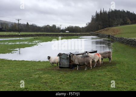 Teesdale, County Durham UK. 9. November 2015. Großbritannien Wetter.  Starker Regen verursacht hat lokale Überschwemmungen in einigen Bereichen von Nordengland und Pegelstände der Flüsse sind hoch. Bildnachweis: David Forster/Alamy Live-Nachrichten Stockfoto