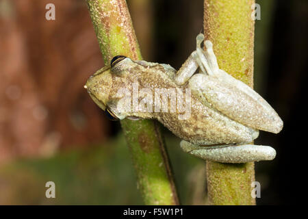 Red Snouted Treefrog (Scinax Ruber) im Regenwald von Ecuador Stockfoto