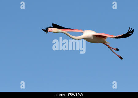 Rosaflamingo (Phoenicopterus Ruber) in Fliege an Molentargius Natural Park, Cagliari, Sardina, Italien, Europa Stockfoto