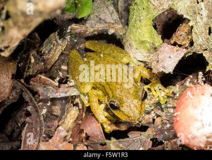 Red Snouted Treefrog (Scinax Ruber) auf dem Boden der Regenwald in Ecuador Stockfoto