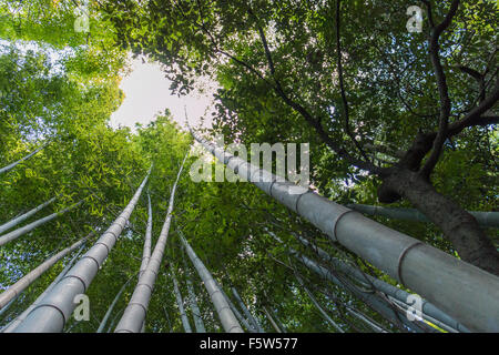 Bambus-Forrest Stockfoto