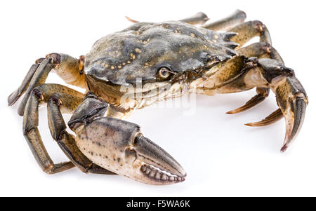 Carcinus Maenas-essbare lebendig Krabbe isoliert auf einem weißen Hintergrund. Stockfoto