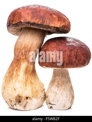 Steinpilze, isoliert auf einem weißen Hintergrund. Stockfoto