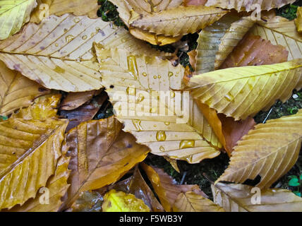 Nasses Laub auf dem Boden im Herbst Stockfoto