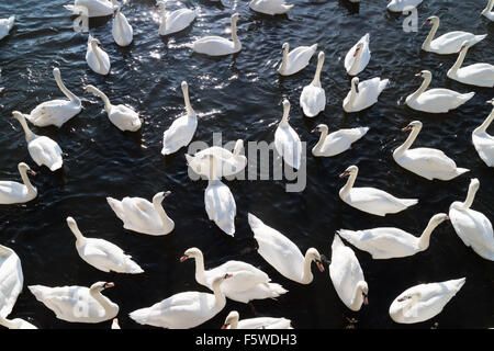 Eine große Gruppe von Schwäne schwimmen an einem Fluss Stockfoto