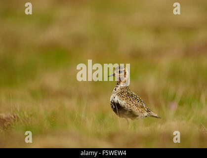 Europäische Goldregenpfeifer Pluvialis Apricaria auf Moorland, Fetlar, Shetland Islands, Schottland, UK Stockfoto