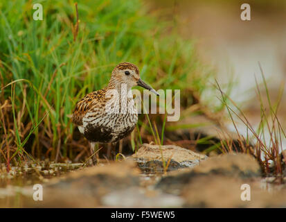 Alpenstrandläufer Calidris Alpina auf kleine man, Fetlar, Shetland Islands, Schottland, UK Stockfoto