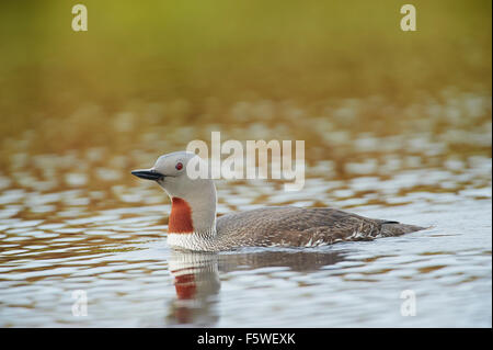 Sterntaucher (Loon), Gavia Stellata, Unst, Shetland Islands, Schottland, UK Stockfoto