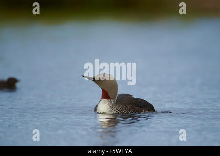 Sterntaucher (Loon), Gavia Stellata, Unst, Shetland Islands, Schottland, UK Stockfoto