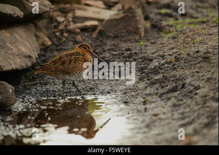 Bekassine, Gallinago Gallinago, Nahrungssuche, Unst, Shetland Islands, Schottland, UK Stockfoto