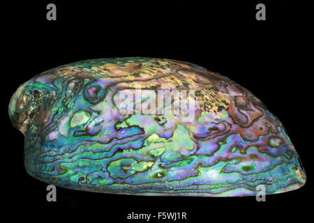 Abalone oder Paua Shell auf schwarzem Hintergrund Stockfoto