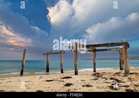 Überreste einer historischen Steg am Hamelin Bay. Stockfoto