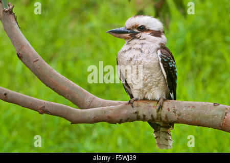 Lachende Kookaburra sitzt auf einem Kaugummi-Baum. Stockfoto