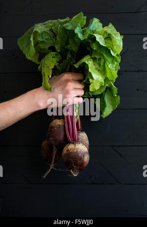 Reihe von frischen Garten rote Beete in Menschenhand, schwarzem Holz Hintergrund gehalten. Stockfoto