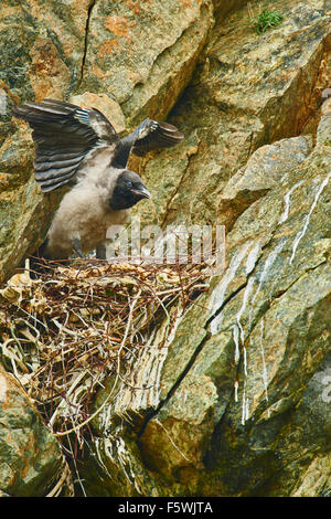 Mit Kapuze Krähe, Corvus Cornix mit Flügeln auf Nest, Unst, Shetland Islands, Schottland, UK Stockfoto