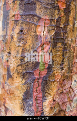 Abblätternde Rinde von Acer Griseum im Winter. Stockfoto