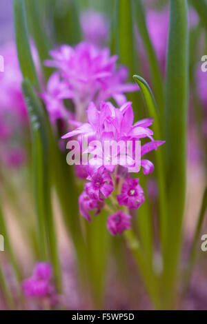 Polyxena Pauciflora Blumen wachsen in einer geschützten Umgebung. Stockfoto