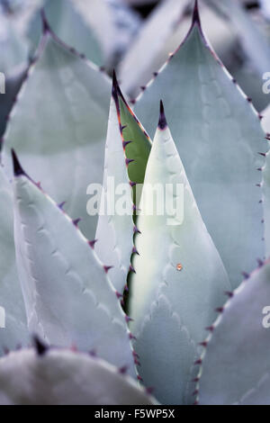 Agave Parryi wächst in einer geschützten Umgebung. Stockfoto