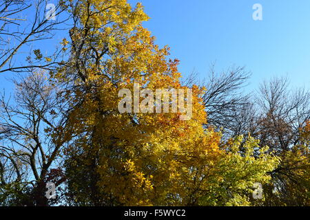 Fraxinus Excelsior mit gedrehten gelbe Blätter. Herbstliche Landschaft. Stockfoto