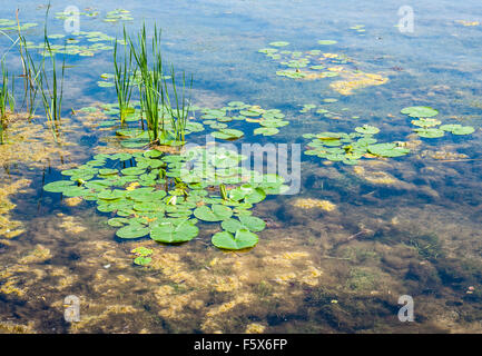 Grüne Lily Pads, braune Algen, und Schilf im flachen stagnierenden Teich Wasser. Stockfoto