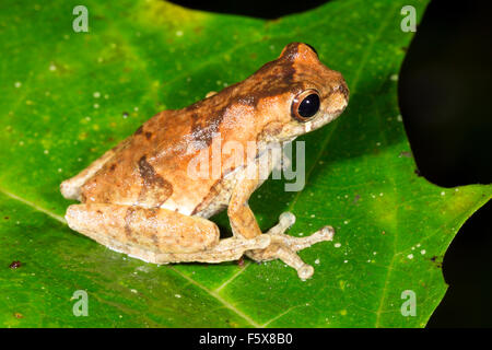 Unter der Leitung von kurzen Treefrog (Dendropsophus Parviceps). Ein Weibchen mit Eiern auf einem Blatt am Rand eines Teiches Regenwald aufgebläht Stockfoto