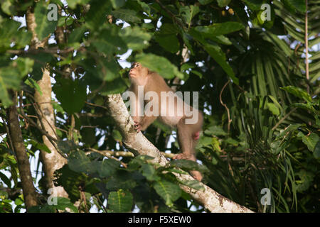 Wilde Makaken in Borneo in den Dschungel um den Kinabatangan Fluss Stockfoto