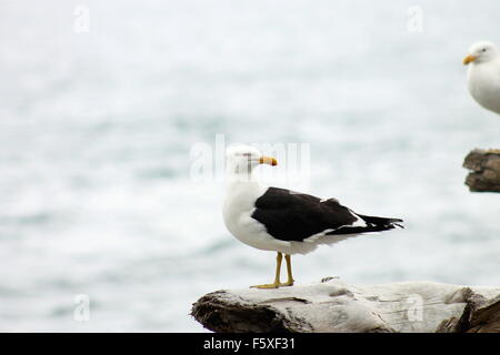 Paar von Southern Black-backed Möwe Stockfoto