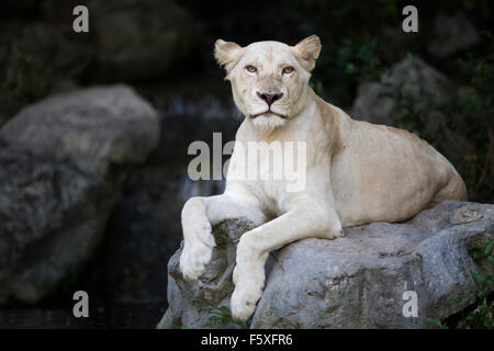 Weißer Löwe im Zoo von Chiang Mai Stockfoto