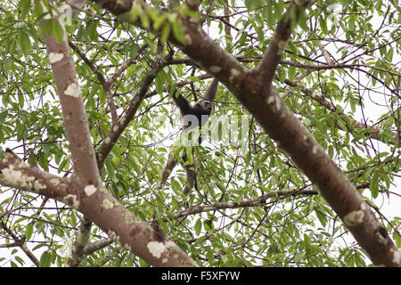 Wilden grauen Gibbon in Borneo in den Dschungel um den Kinabatangan Fluss Stockfoto