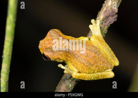 Unter der Leitung von kurzen Treefrog (Dendropsophus Parviceps) auf einem Zweig in den Regenwald, Ecuador Stockfoto