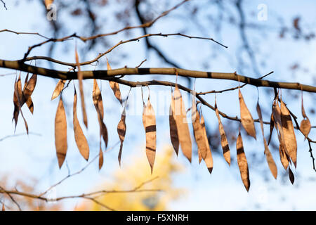 Samenkapseln eines östlichen Redbud Baum, ein kleiner Strauch in Nordamerika beheimatet. Stockfoto