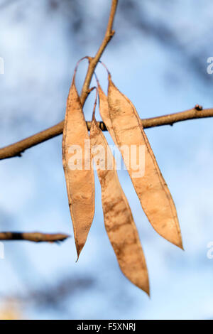 Samenkapseln eines östlichen Redbud Baum, ein kleiner Strauch in Nordamerika beheimatet. Stockfoto