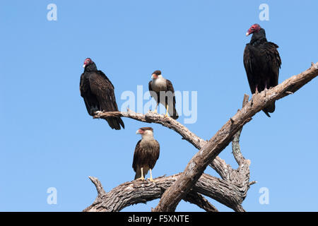 Crested Karakaras (karakara cheriway) und Truthahngeier (Cathartes Aura) am Baum Baumstumpf gehockt Stockfoto