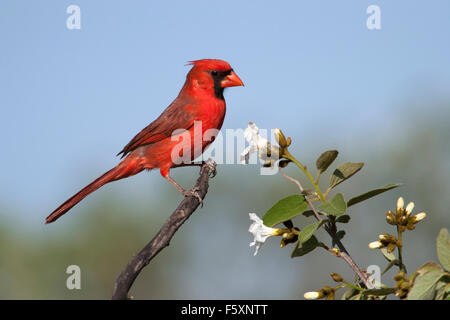 Nördlichen Kardinal (Cardinalis Cardinalis) auf blühenden wilden Ölbaum Stockfoto