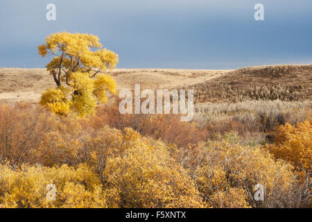 Ein großer Baum im Uferwald mit gelben Herbstfarben in der Prärie, Saskatchewan, Kanada Stockfoto