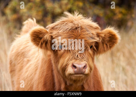 Cute Hochland Kalb Gesicht Nahaufnahme in der Landschaft Stockfoto