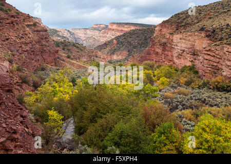 Fremont Cottonwood Bäume ändern der Farbe für den Herbst entlang des Fremont River, Capitol Reef National Park, Utah Stockfoto