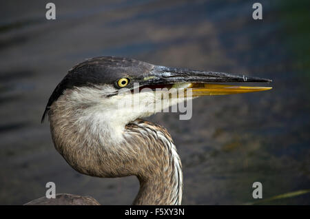 Great Blue Heron Kopf geschossen Stockfoto